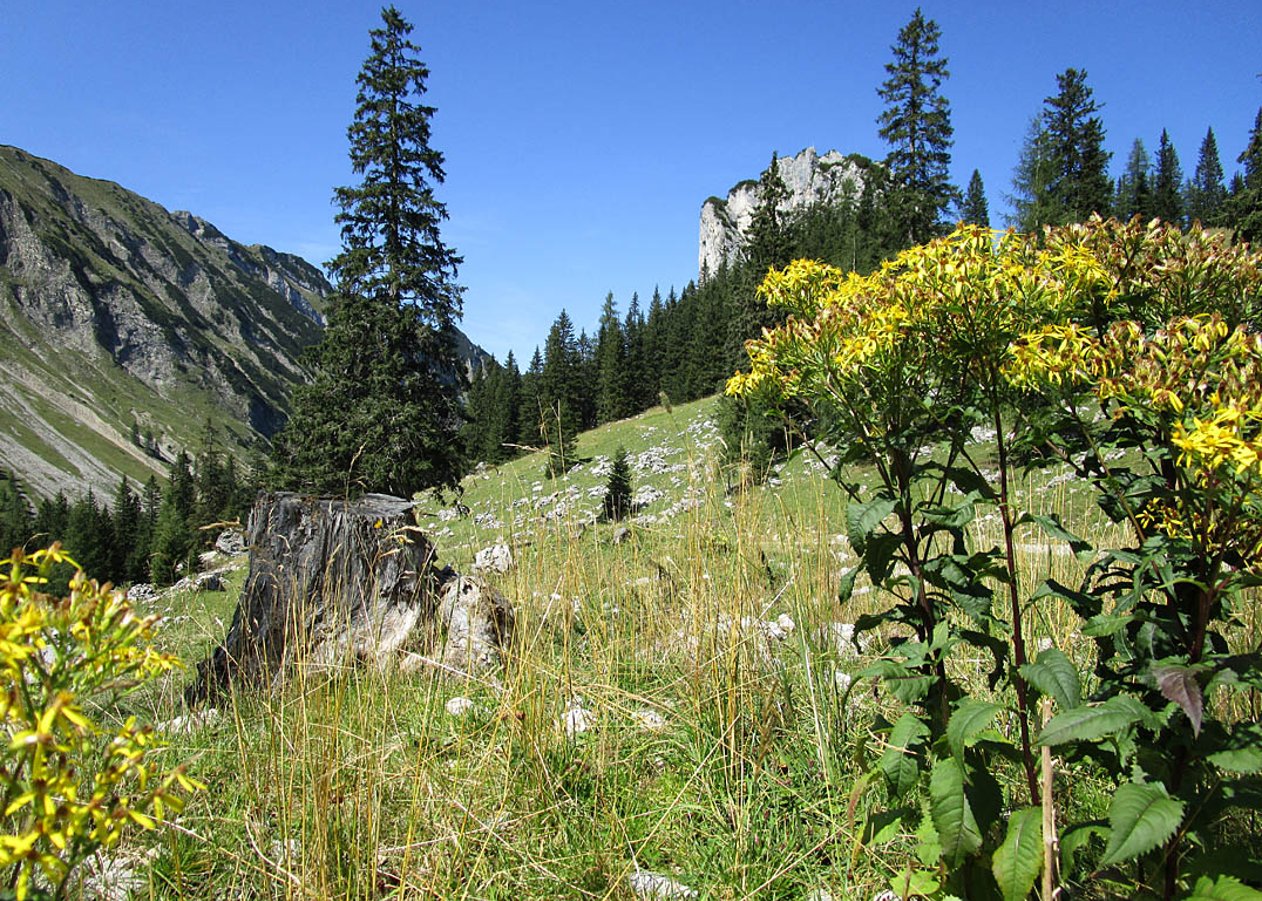 Von Hinterwinkel am Achensee hinauf zur aussichtsreichen Seekaralm unterhalb der Seekarspitze und weiter zur Pasillalm am Fuße der Seebergspitze