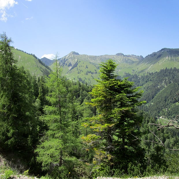 Von Achenkirch durch das Skigebiet Christlum zur abgeschiedenen Moosenalm eingebettet in die malerische Kulisse am Fuße der Zunderspitze
