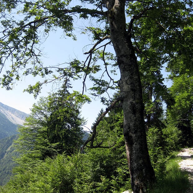 Fahrtechnisch anspruchsvolle Mountainbike-Tour über den Faller Rundweg zur Wiesalm und weiter zur einsam gelegenen Grammersbergalm