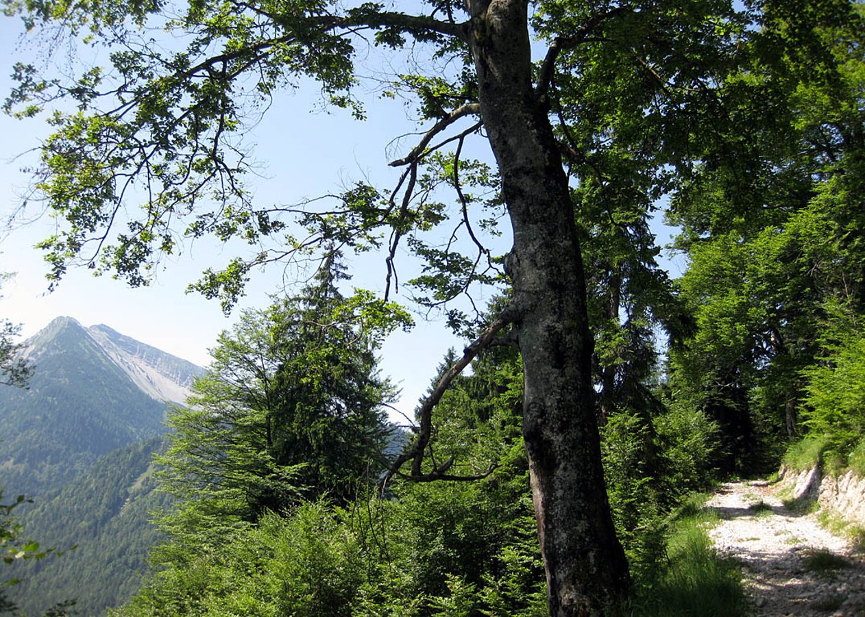 Fahrtechnisch anspruchsvolle Mountainbike-Tour über den Faller Rundweg zur Wiesalm und weiter zur einsam gelegenen Grammersbergalm