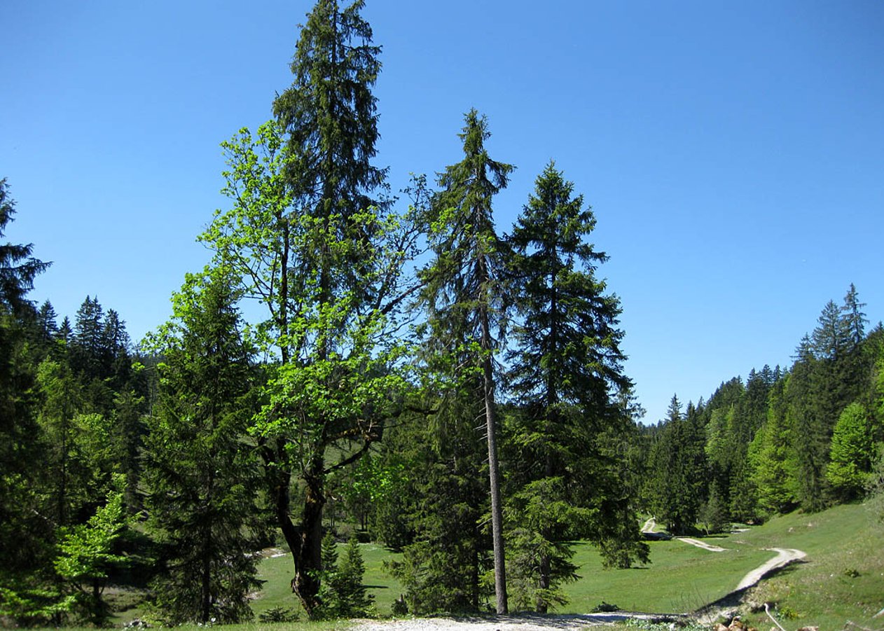Kurze Feierabend-Tour von Jachenau in Richtung Staffel und vorbei an der Lainer Alm zur idyllisch gelegenen Luitpolder Alm