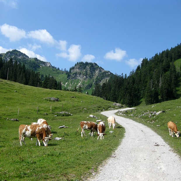 Von Schliersee Hennerer über das Tufftal und vorbei an der Raineralm hinauf zum Bodenschneidhaus