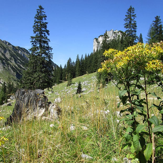 Von Hinterwinkel am Achensee hinauf zur aussichtsreichen Seekaralm unterhalb der Seekarspitze und weiter zur Pasillalm am Fuße der Seebergspitze
