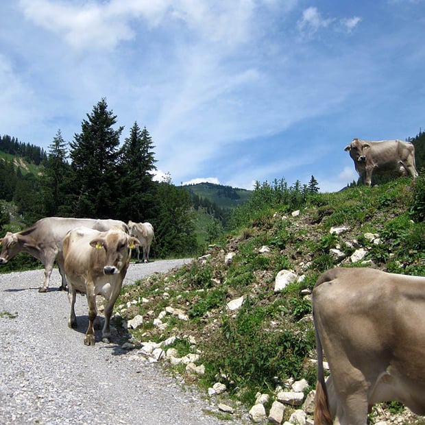 Rundtour zur Priener Hütte am Fuße des Geigelsteins und vom Wandberg hinunter ins Tal