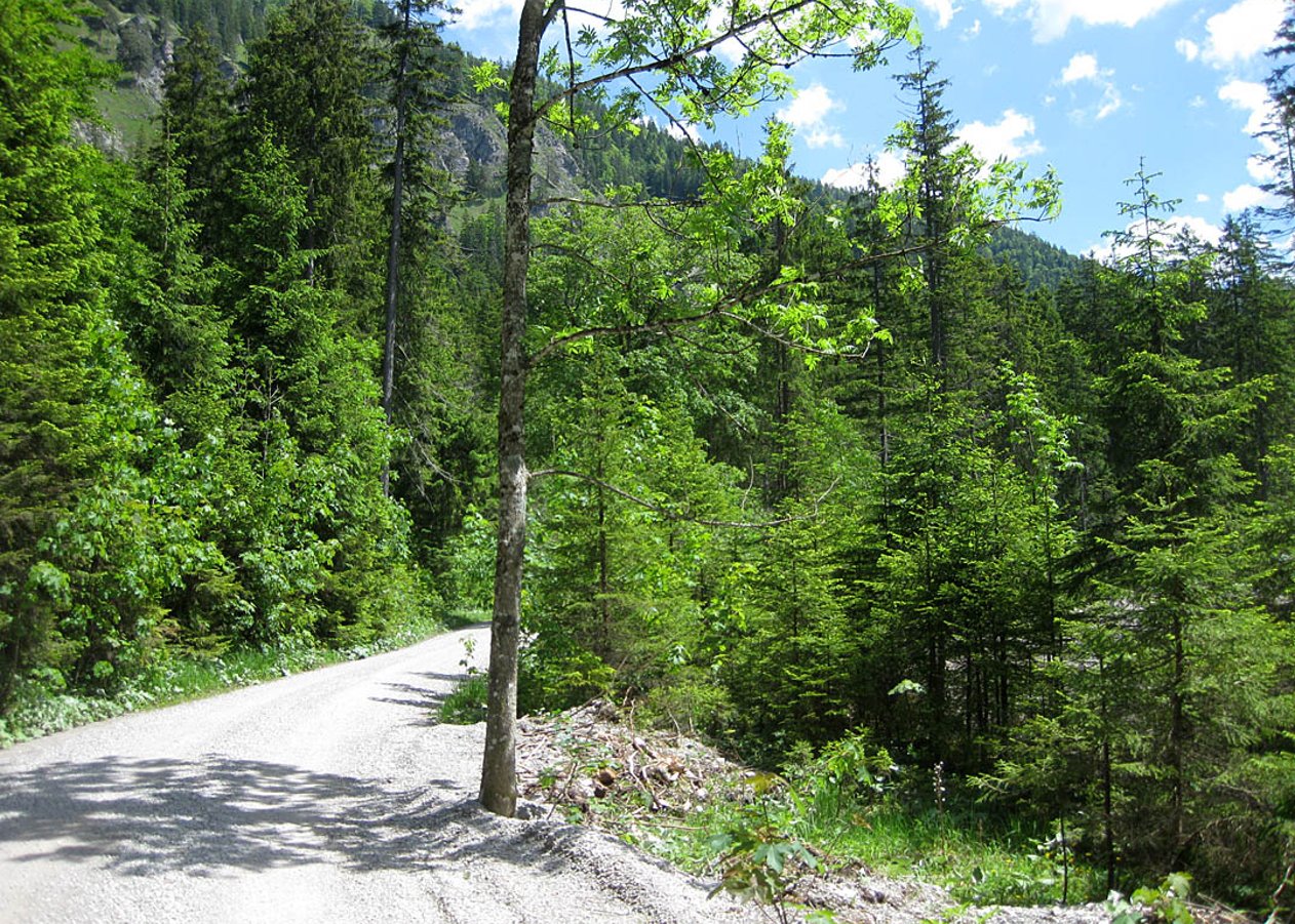 Einfache Mountainbike-Tour für die gesamte Familie von Kreuth über die Schwaiger Alm bis zur Bayralm