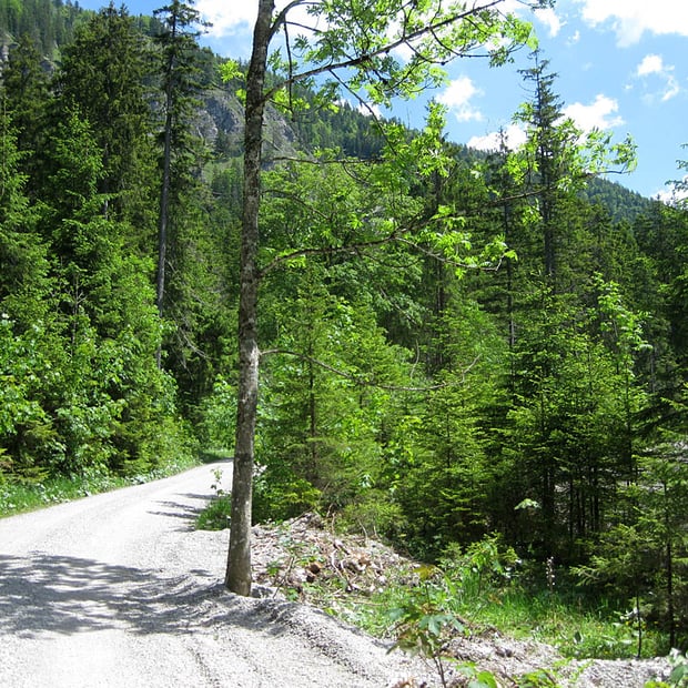 Einfache Mountainbike-Tour für die gesamte Familie von Kreuth über die Schwaiger Alm bis zur Bayralm
