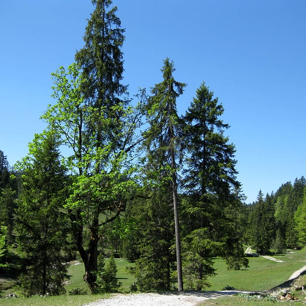Kurze Feierabend-Tour von Jachenau in Richtung Staffel und vorbei an der Lainer Alm zur idyllisch gelegenen Luitpolder Alm
