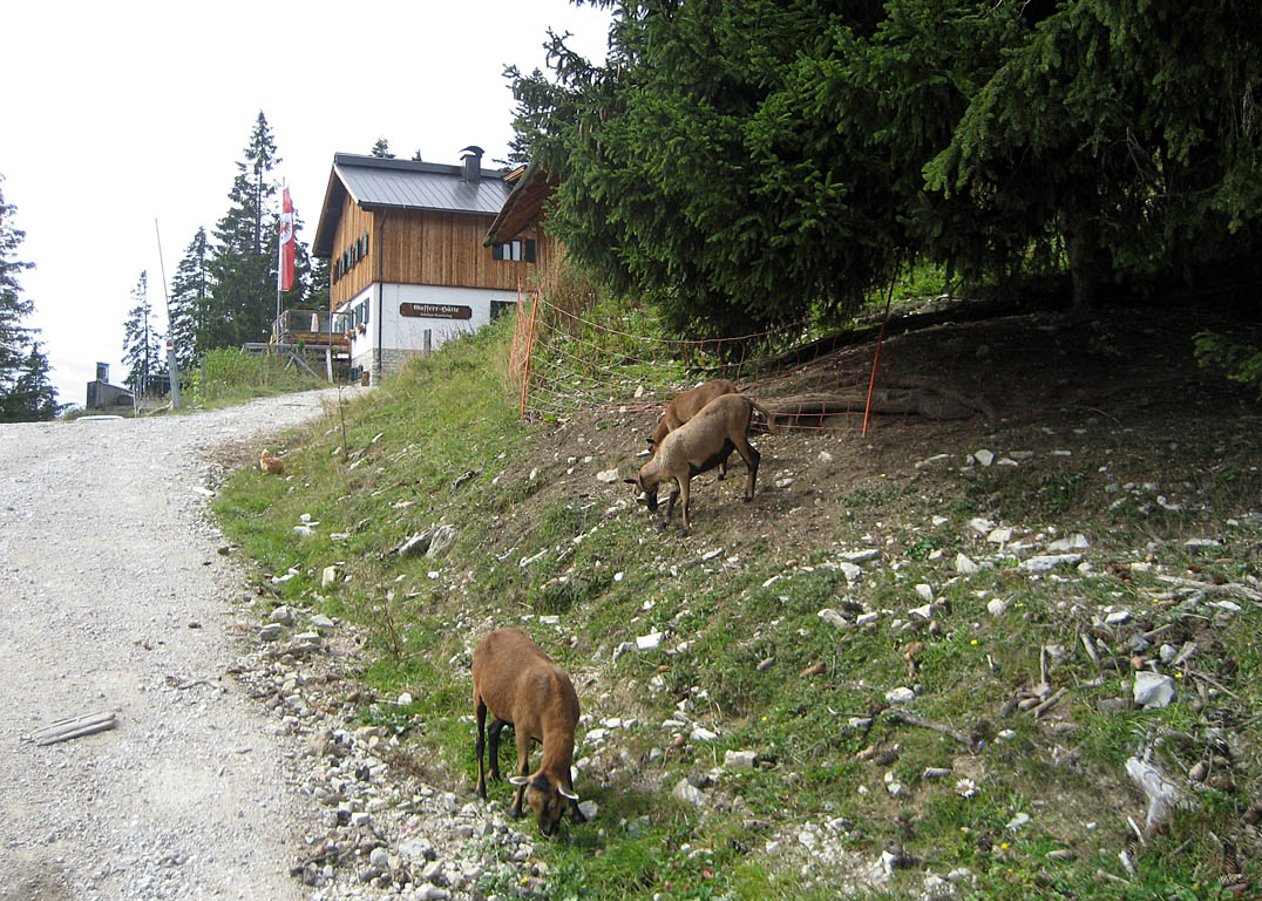 Vom Köglboden zwischen Achenkirch und Steinberg auf die Gufferthütte (Ludwig-Aschenbrenner-Hütte)