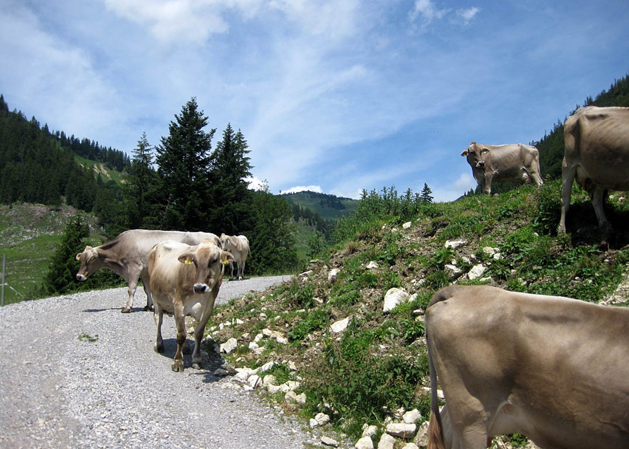 Rundtour zur Priener Hütte am Fuße des Geigelsteins und vom Wandberg hinunter ins Tal