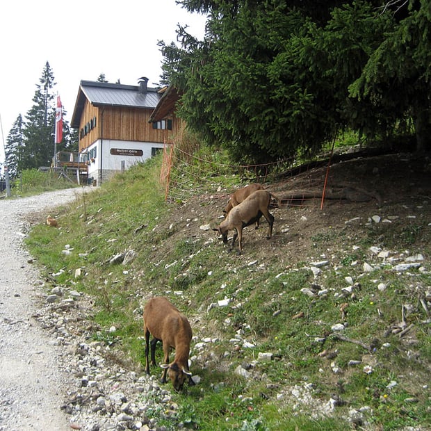 Vom Köglboden zwischen Achenkirch und Steinberg auf die Gufferthütte (Ludwig-Aschenbrenner-Hütte)
