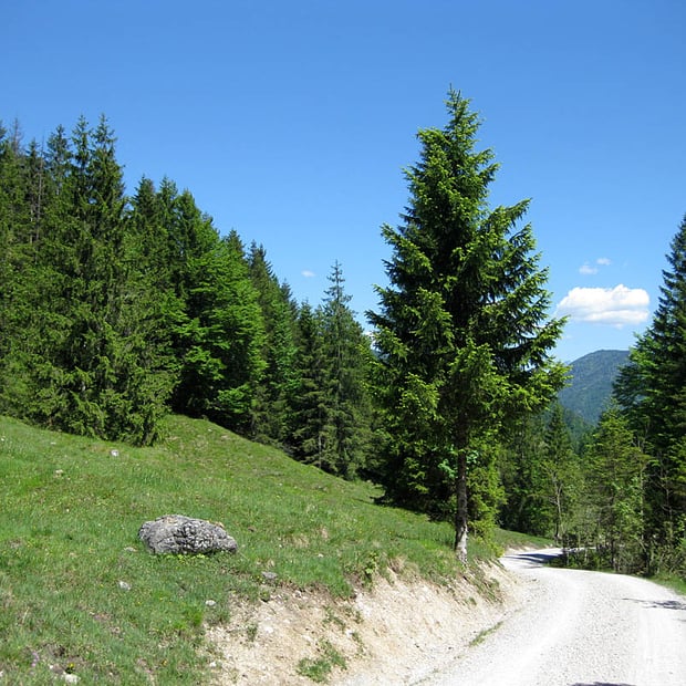 MTB-Ausfahrt von Lenggries Leger über das Röhrmoostal zur idyllisch gelegenen Unteren Schronbachalm im gleichnamigen Schronbachtal